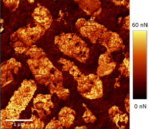 AFM image (pulsed force mode) of fossilized bacteria.