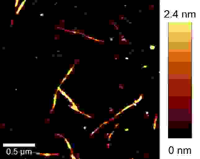 AFM image of carbon nano-tubes.