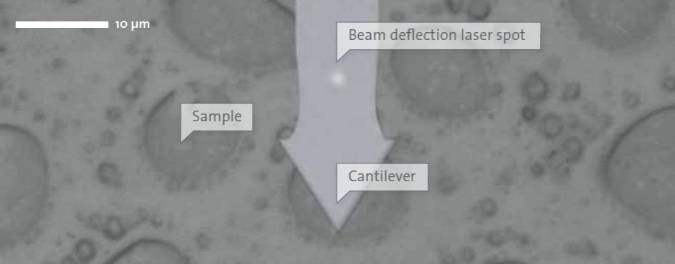 WITec AFM Sample Cantilever View
