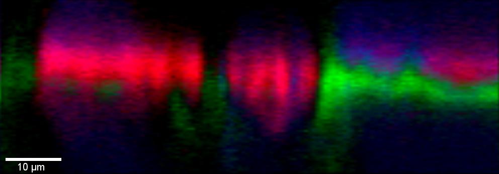 通过 z 方向深度剖面确定的纸上圆珠笔书写顺序（绿色：笔 I；红色：笔 II）。