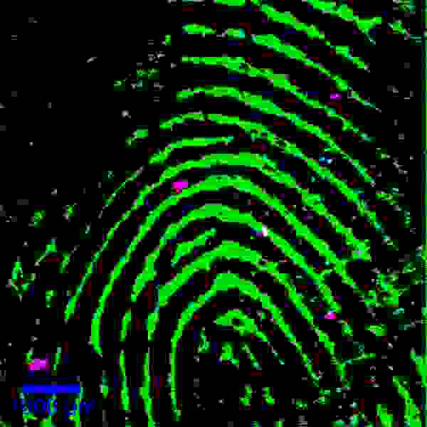 Confocal large-area Raman image of a human fingerprint