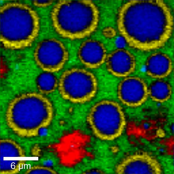 Confocal Raman image of a emuslion