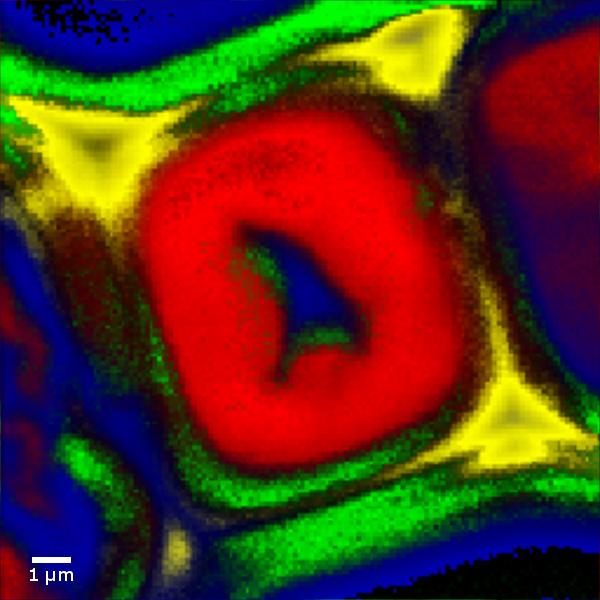 Confocal Raman image of a wood cell.
