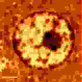 SNOM image of a nucleus.