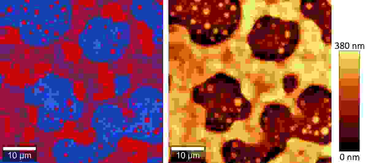 Raman and AFM topography images of a PS-PMMA polymer blend