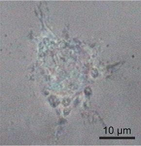 培养状态下的大鼠上皮细胞光学显微图像