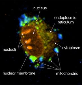 彩色编码拉曼图像：线粒体（蓝色）、内质网（绿色）和核仁（橙色）