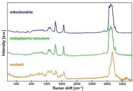 线粒体、内质网和核仁的特征拉曼光谱