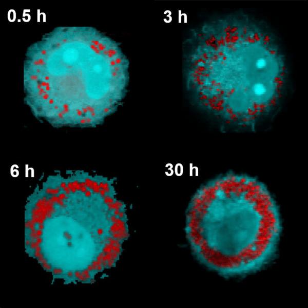 巨噬细胞脂质摄取过程