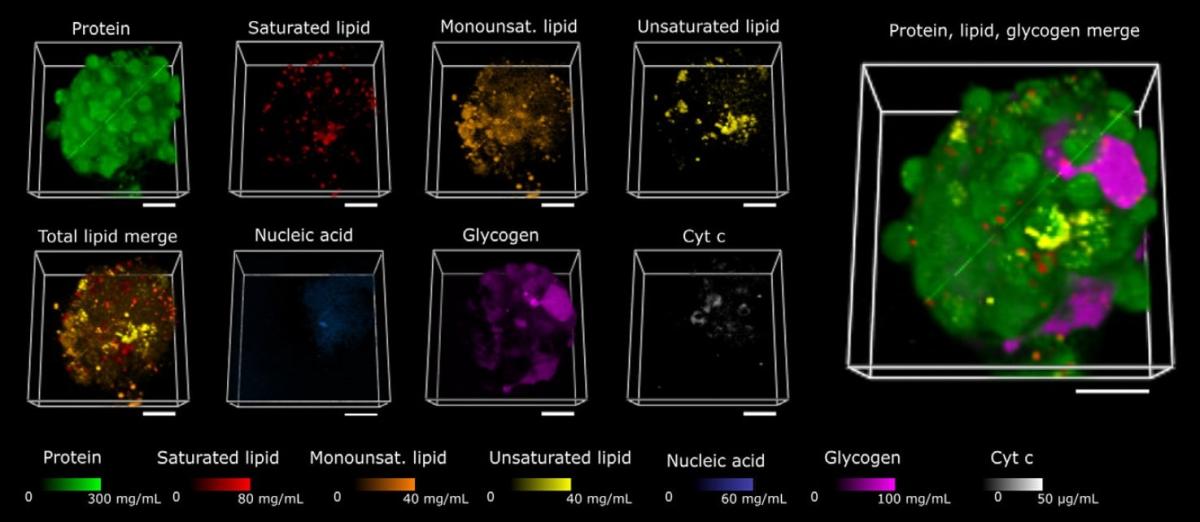 3D 肝细胞球体成分分析